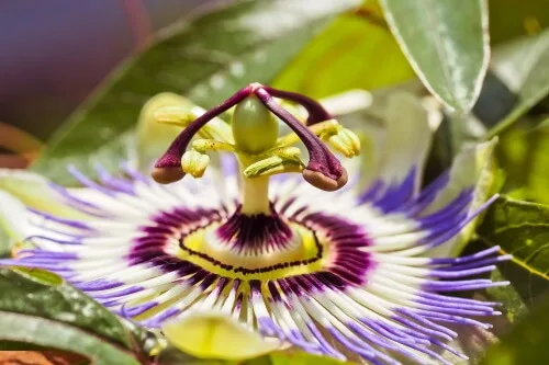 passion-flower